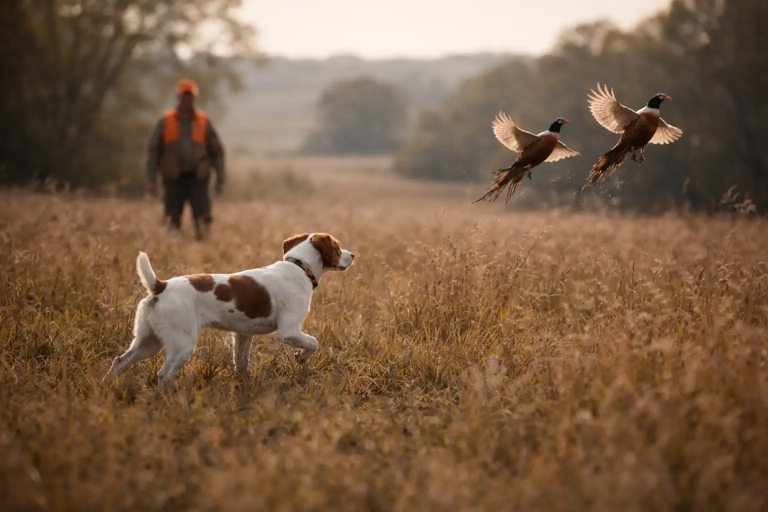 Young pointing dog in its first hunting season working birds in open upland field