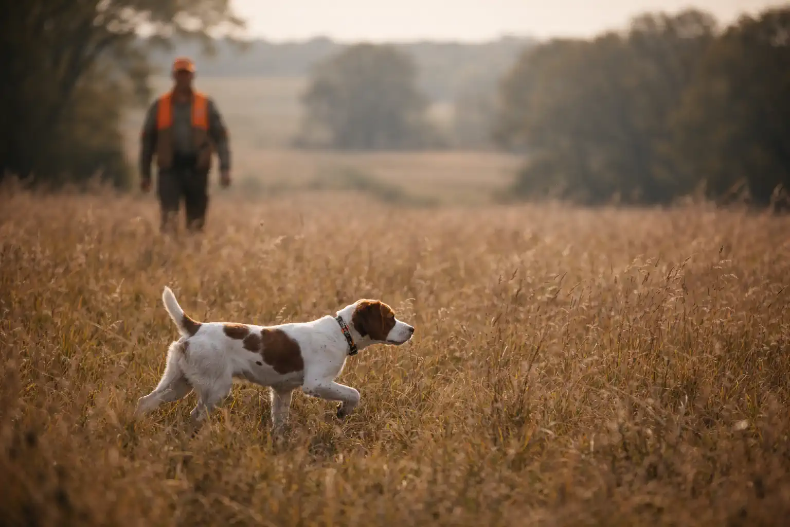 Pointing dog wearing GPS tracking collar working in open upland terrain